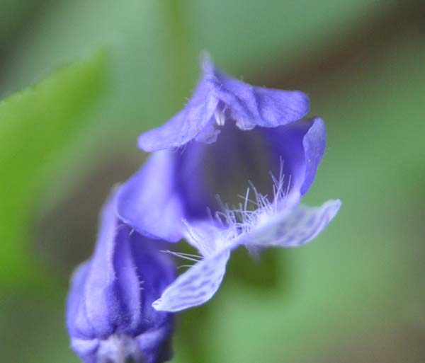 甲州に咲く花 ラショウモンカズラ他 ラブ甲州