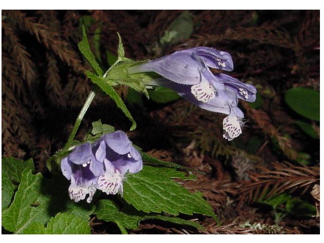 甲州に咲く花 ラショウモンカズラ他 ラブ甲州