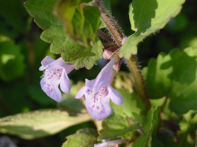 甲州に咲く花 ラショウモンカズラ他 ラブ甲州