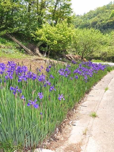 甲州に咲く花 ラショウモンカズラ他 ラブ甲州