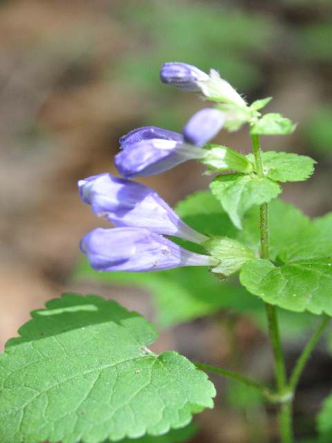 甲州に咲く花 ラショウモンカズラ他 ラブ甲州