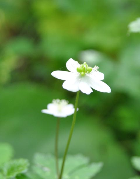 甲州に咲く花 ラショウモンカズラ他 ラブ甲州